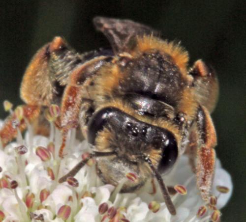 Réf. 322 788 : Andrena chrysosceles